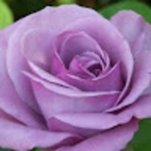 Meet your Posher, Janice